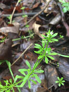 Image of Goosegrass