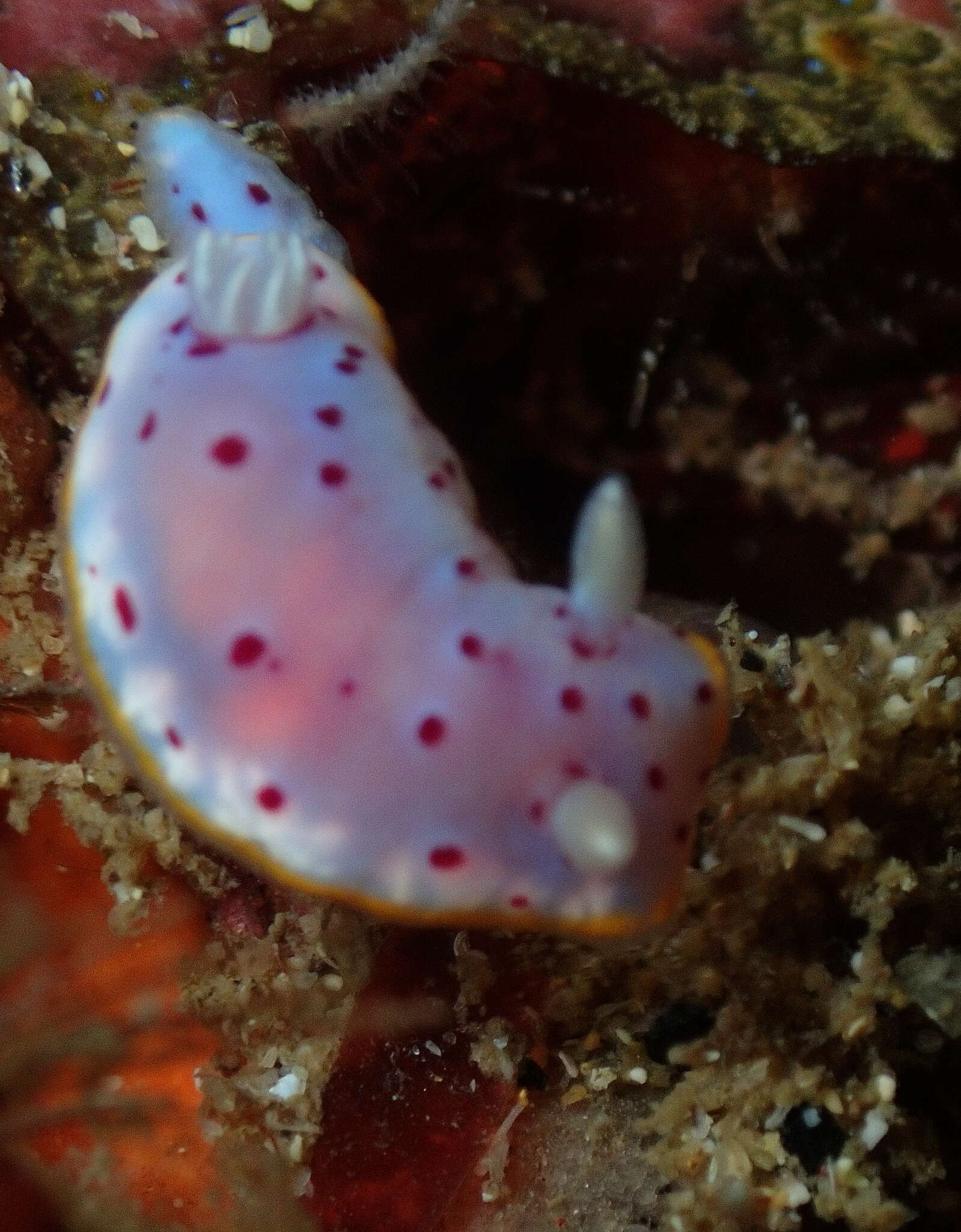 Image de Goniobranchus woodwardae (Rudman 1983)