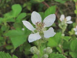 Image of Rubus silesiacus Weihe