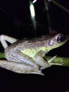 Image of Amnirana lepus (Andersson 1903)