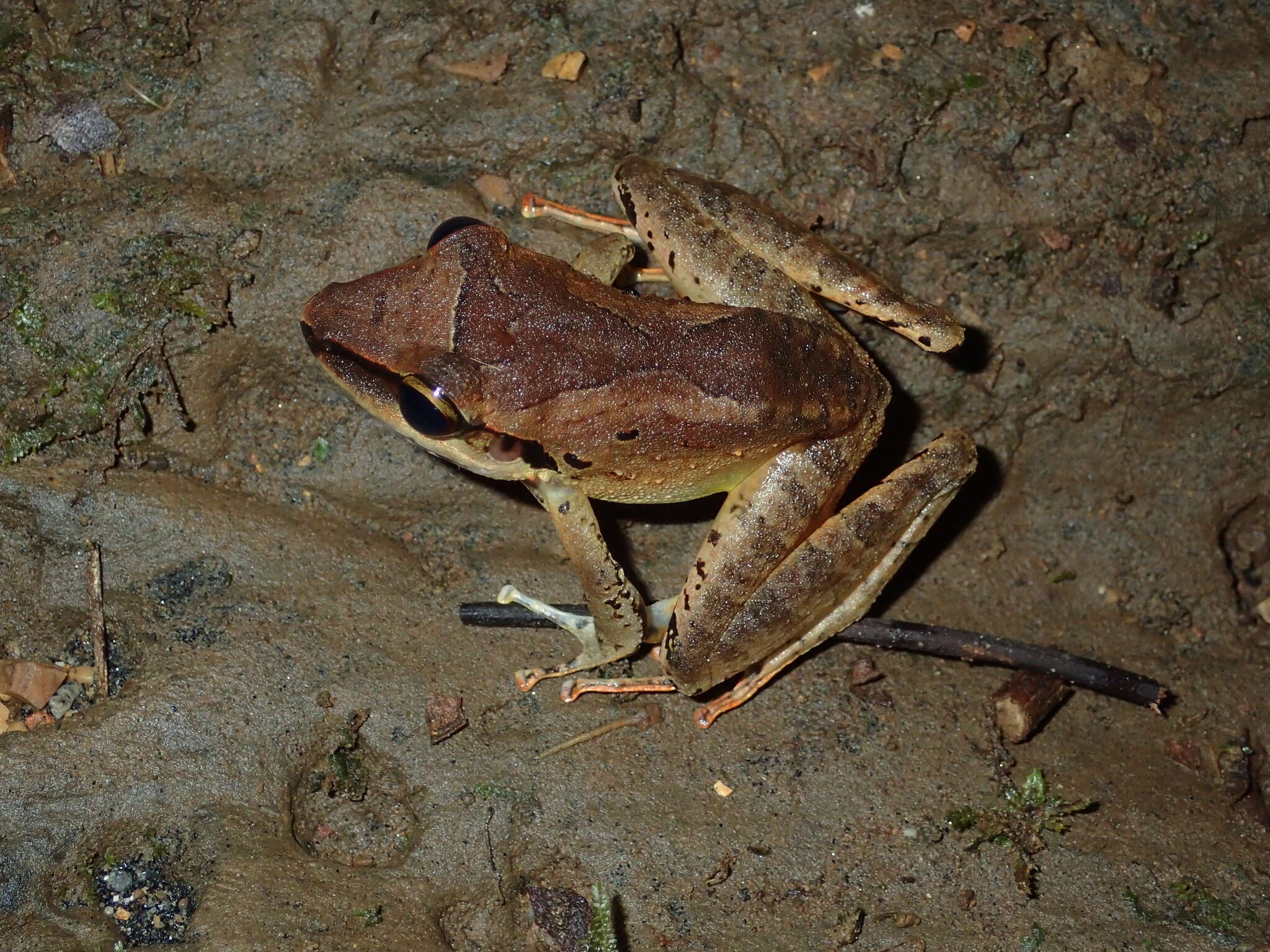 Image of Longsnout Robber Frog