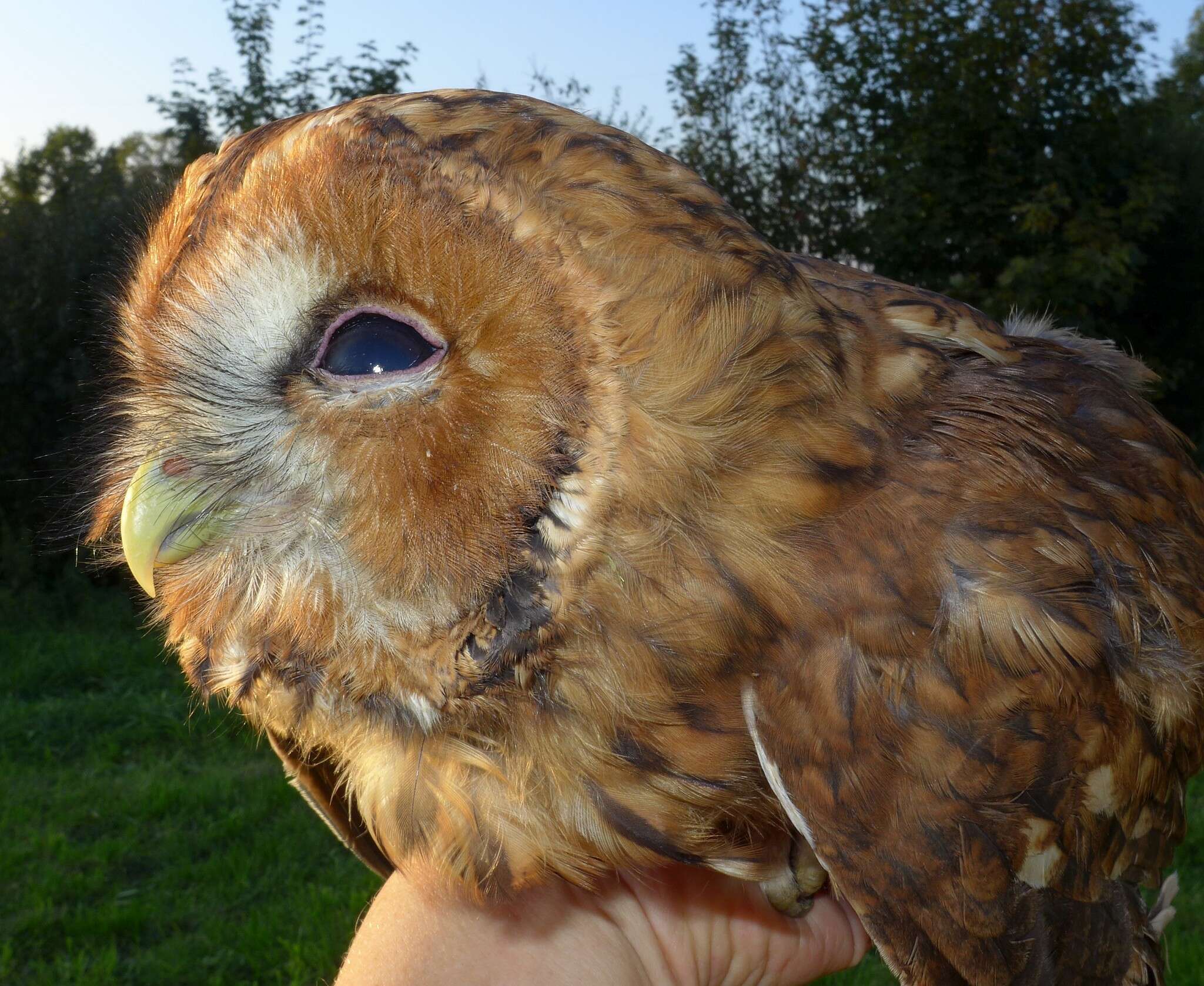 Image of Tawny Owl