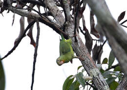 Image of Cobalt-winged Parakeet