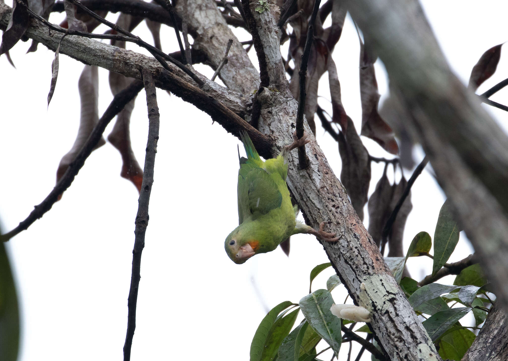 Image of Cobalt-winged Parakeet