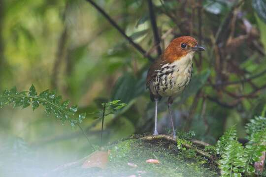 Image of Chestnut-crowned Antpitta