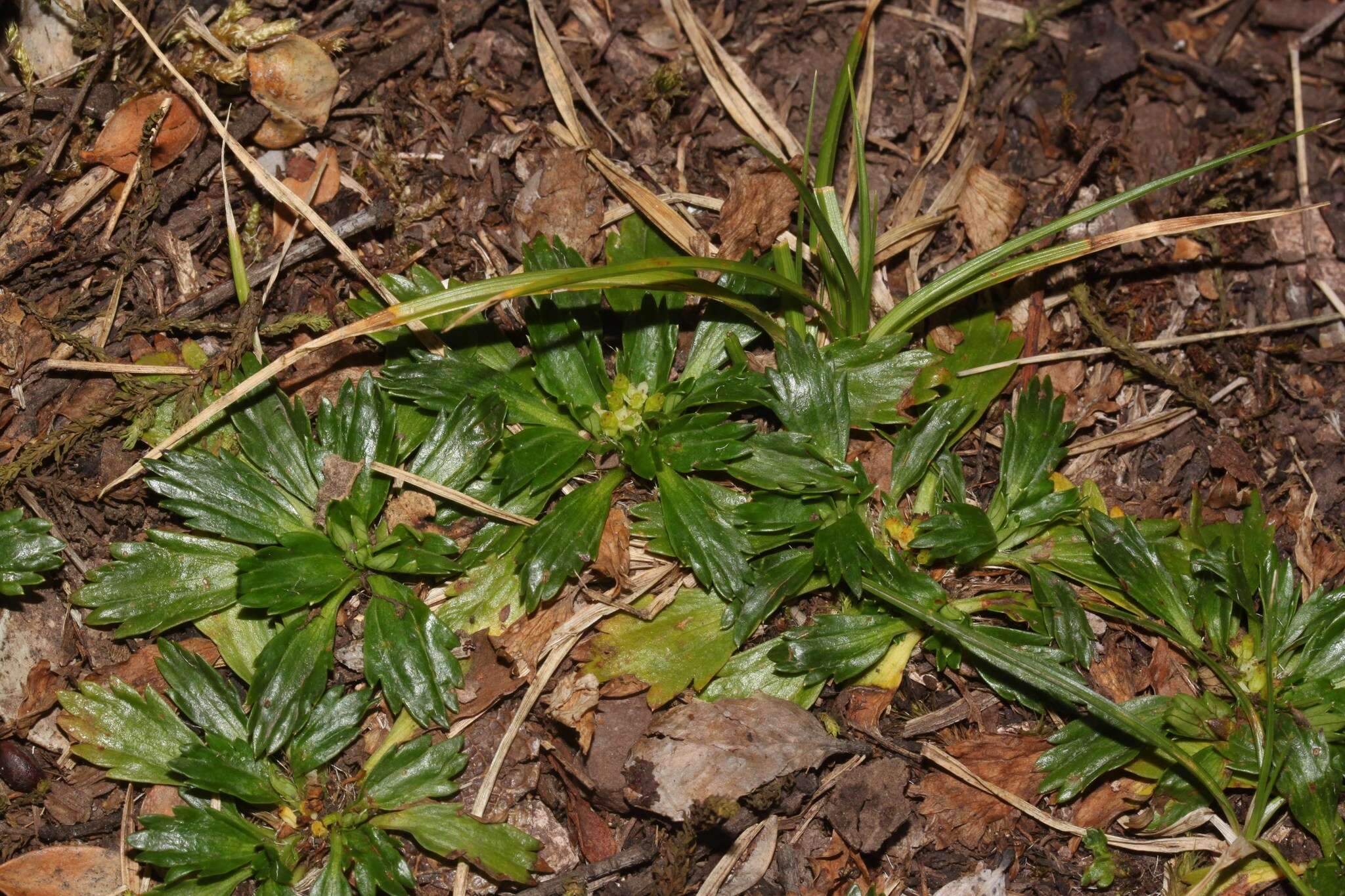 Imagem de Azorella multifida (Ruiz & Pav.) Pers.