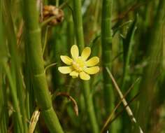 Image of baker's stickyseed