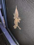 Image of Broad-tailed Gecko