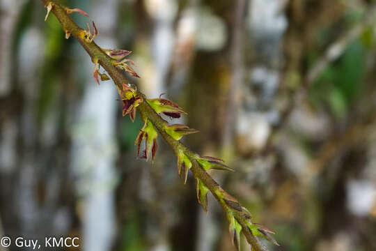 Image of Bulbophyllum erectum Thouars