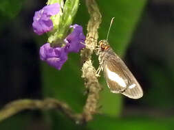 Image of Cobalus calvina Hewitson 1866