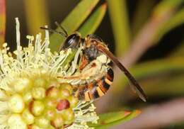 Lasioglossum bicingulatum (Smith 1853)的圖片