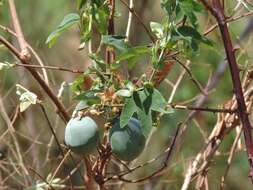 Image de Passiflora subpeltata Ortega