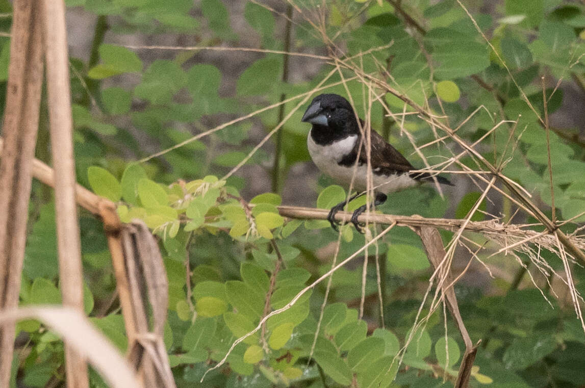 Image of Magpie Mannikin