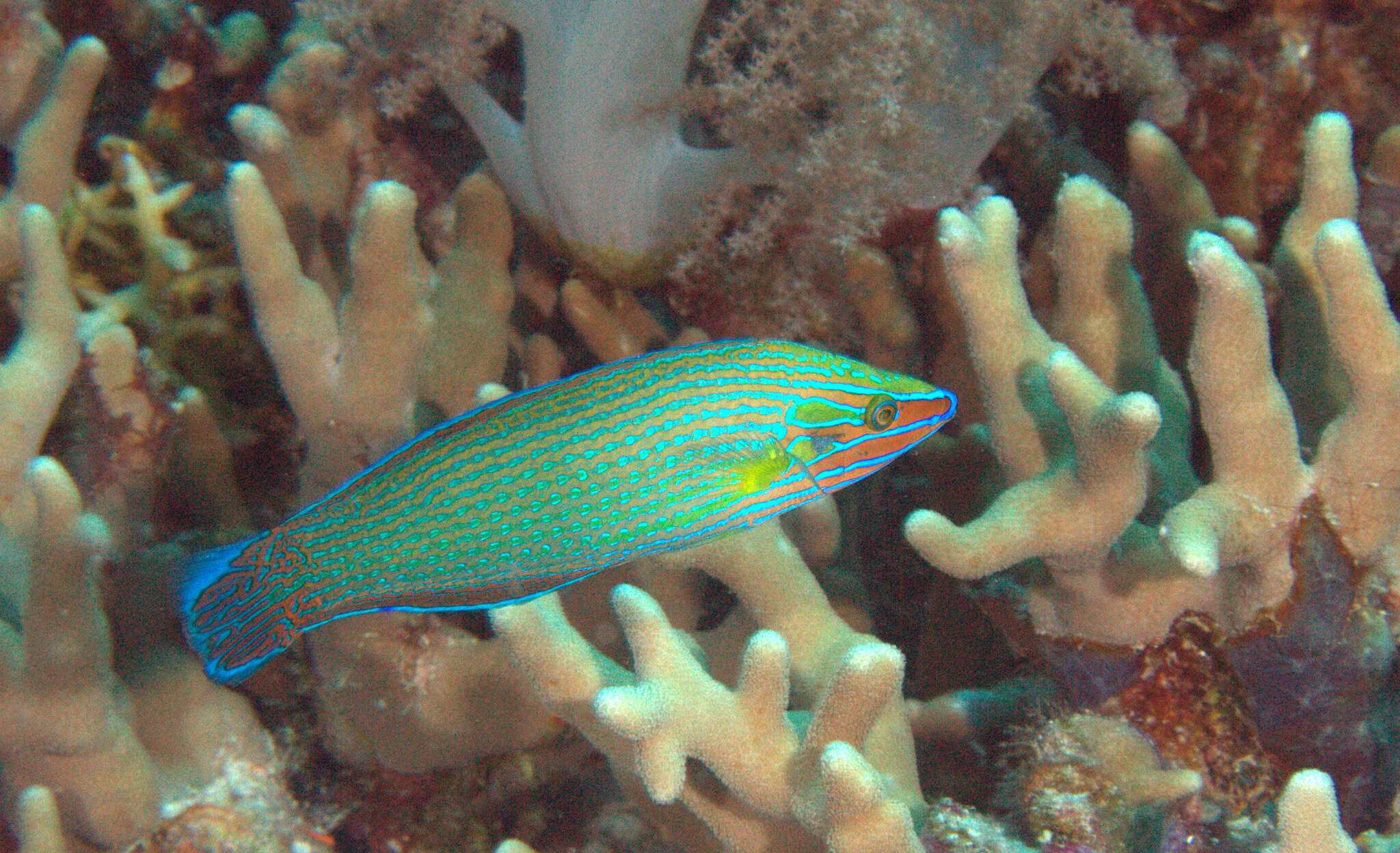 Image of Chain-lined wrasse