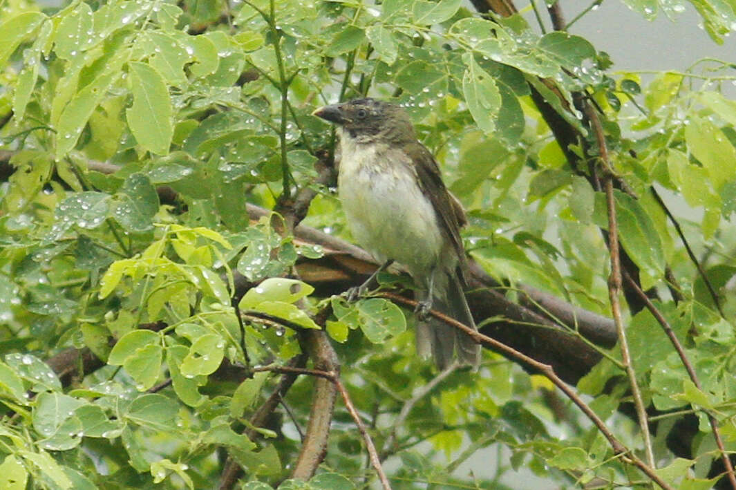 Image of Saltator striatipectus flavidicollis Sclater & PL 1860