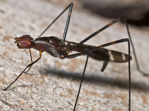 Metopochetus bivittatus (Macquart 1846) resmi