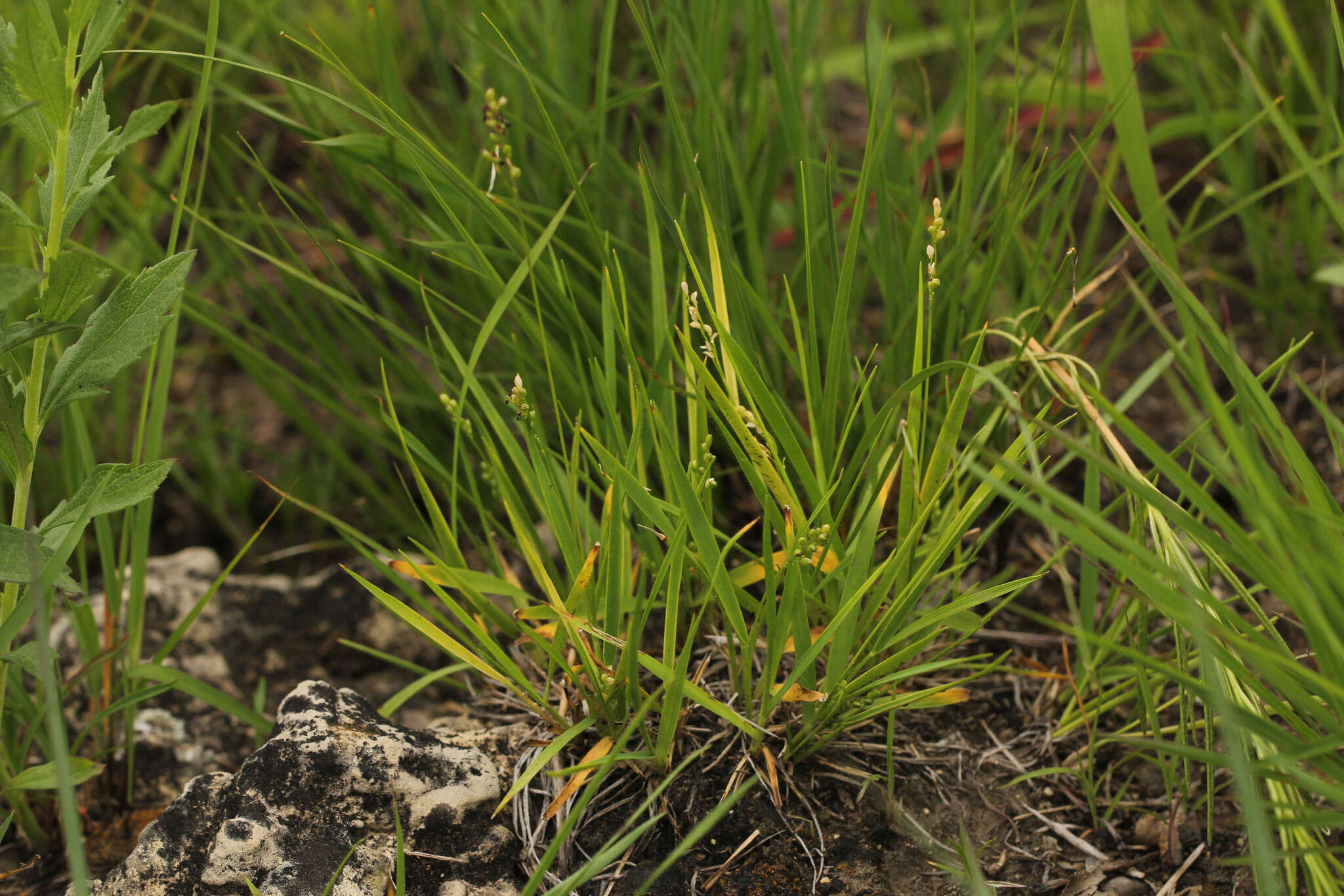 Panicum linearifolium Scribn. resmi