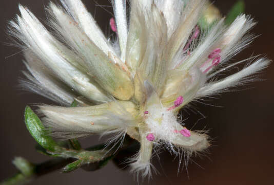 Ptilotus divaricatus (Gaudich.) F. Müll.的圖片