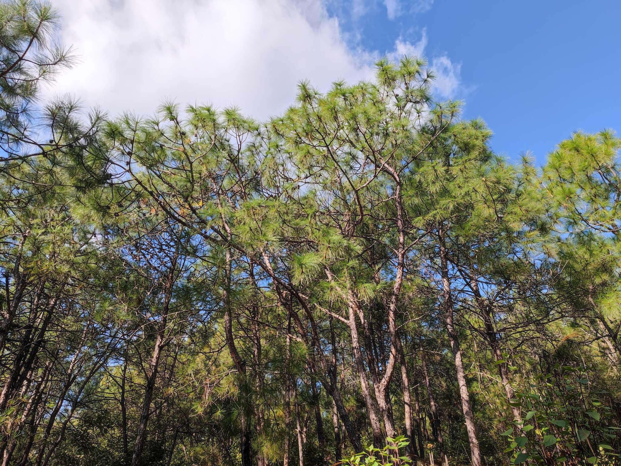 Image of Yunnan Pine