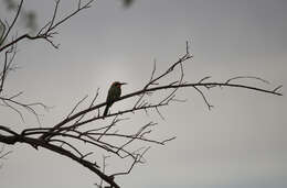 Image of White-fronted Bee-eater