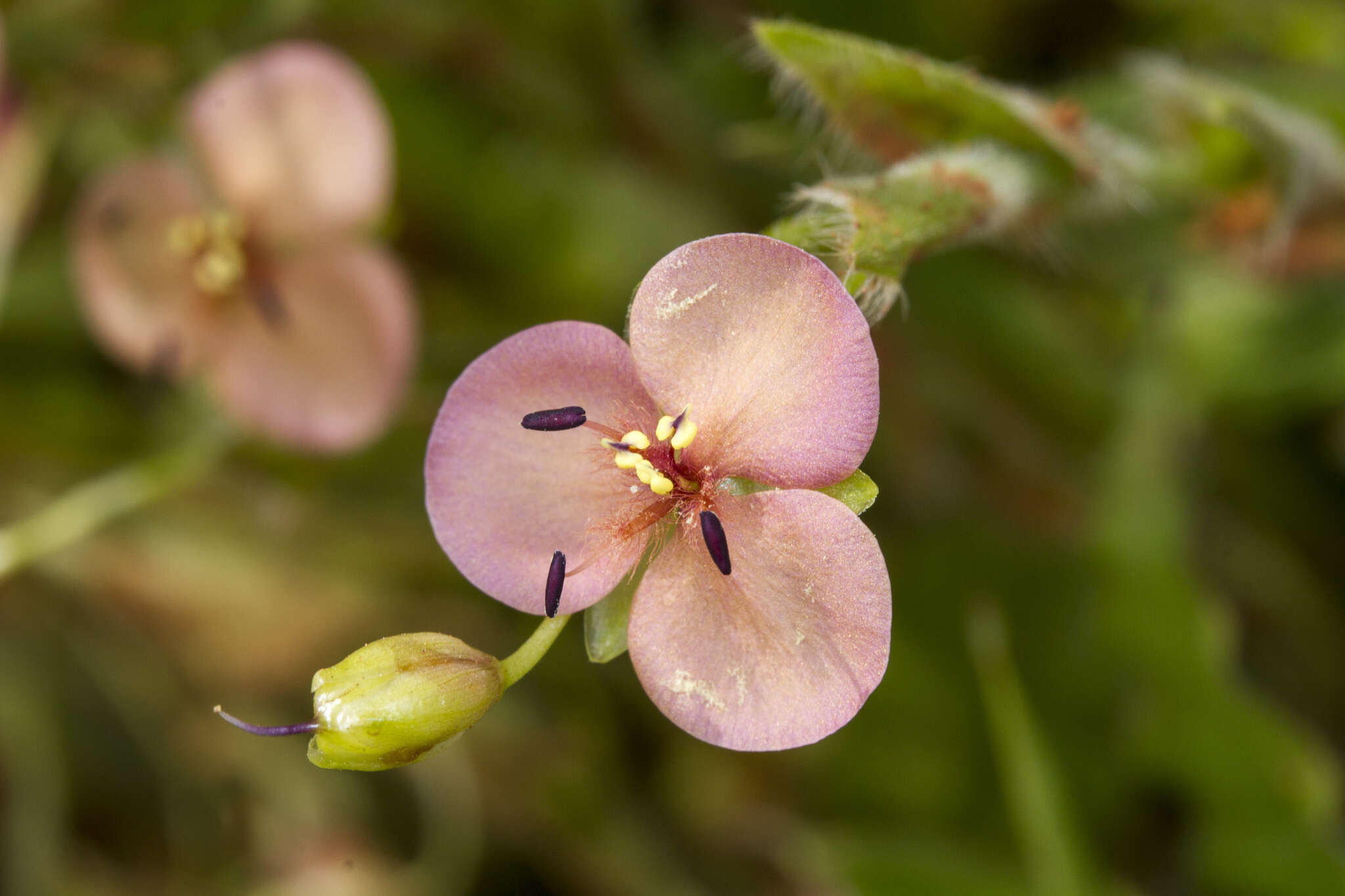 Image of Murdannia lanuginosa (Wall. ex C. B. Clarke) G. Brückn.