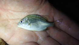 صورة Acanthopagrus pacificus Iwatsuki, Kume & Yoshino 2010