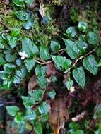 Sivun Persicaria pilushanensis (Y. C. Liu & C. H. Ou) C. F. Kuo ex T. C. Hsu & S. W. Chung kuva