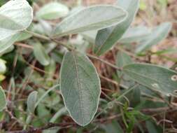 Imagem de Galactia grewiifolia (Benth.) Taub.