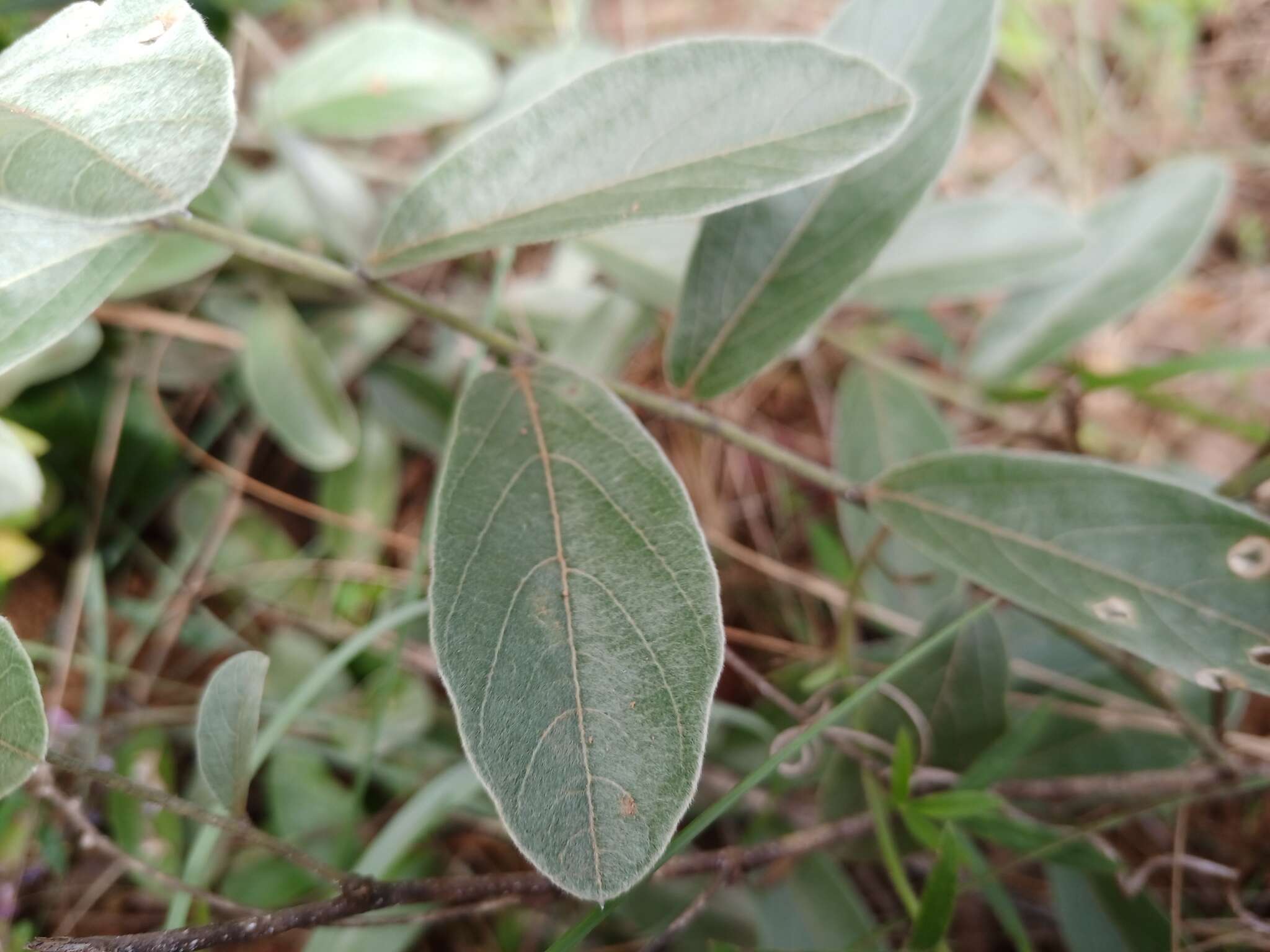 Imagem de Galactia grewiifolia (Benth.) Taub.