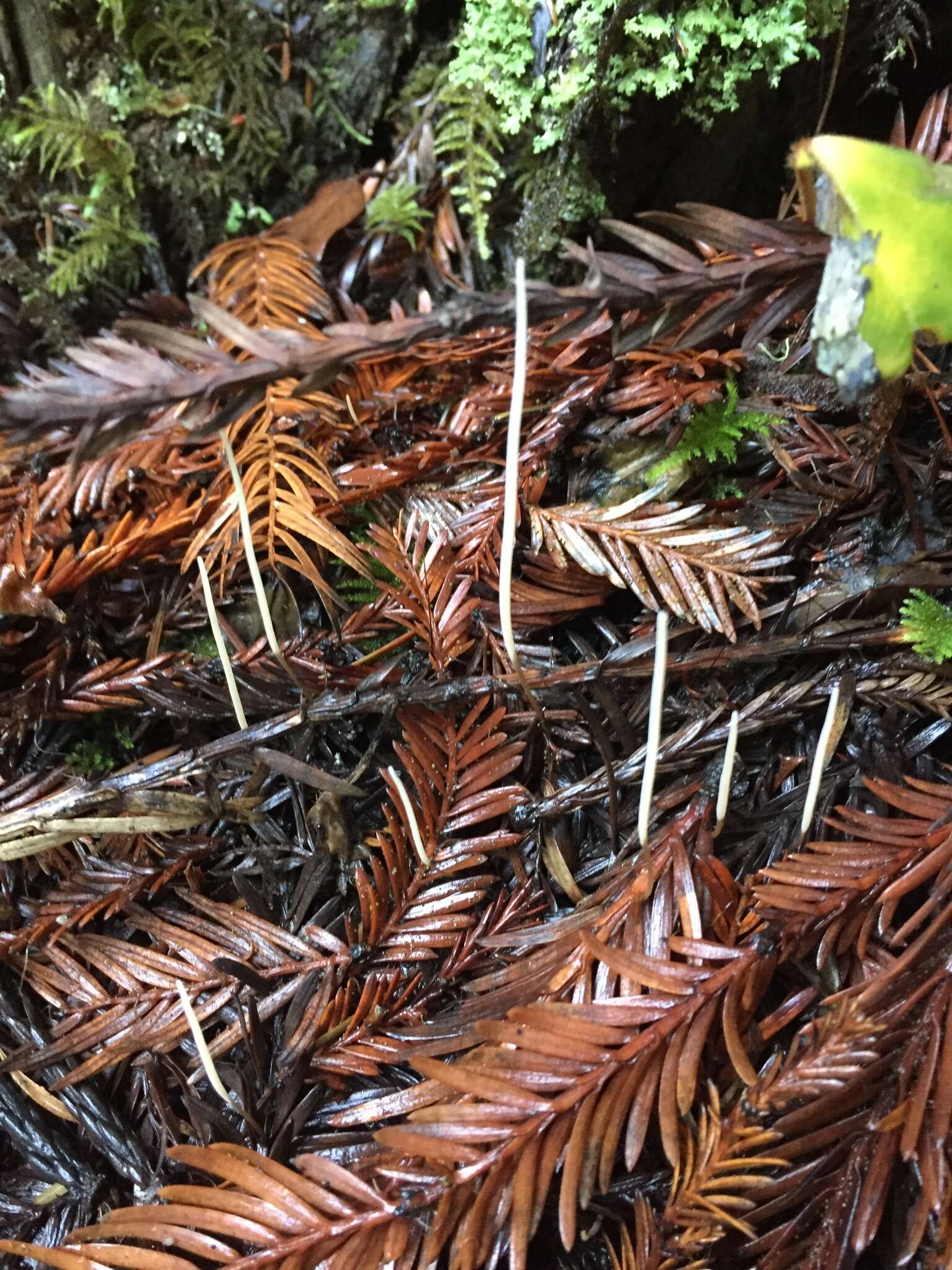 Clavaria falcata Pers. 1794 resmi