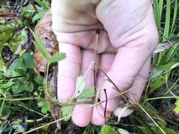 Image of northern dewberry