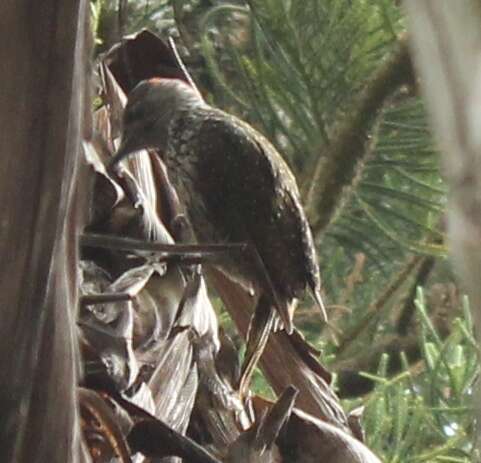 Image of Golden-tailed Woodpecker