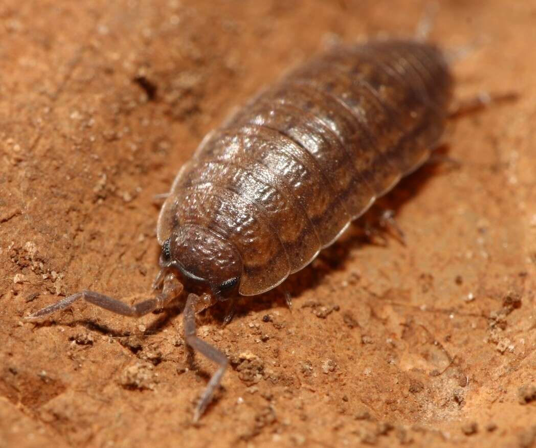 Image of Porcellio orarum Verhoeff 1910