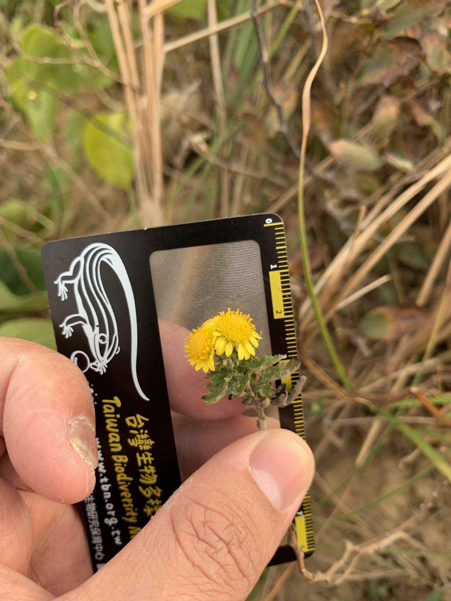 Image of Chrysanthemum lavandulifolium var. tomentellum Hand.-Mazz.