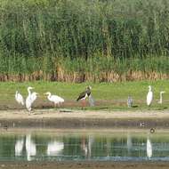 Image of Black Stork