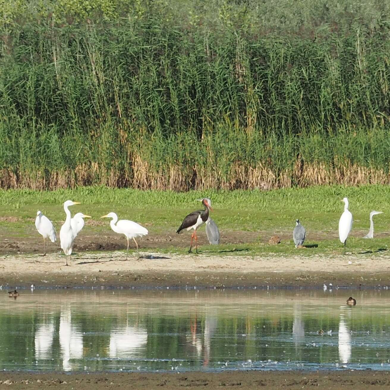 Image of Black Stork