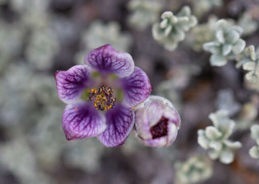 Image of Corynabutilon bicolor (Phil. ex K. Schum.) Kearney