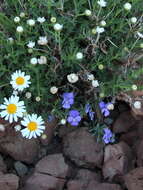 Image of Viola cheiranthifolia Humb. & Bonpl.