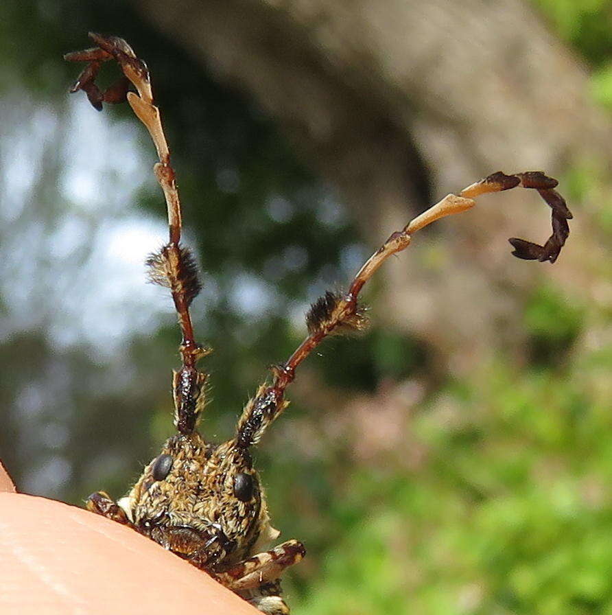 Image of Cloniocerus kraussii White 1855