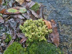 Image of cup lichen