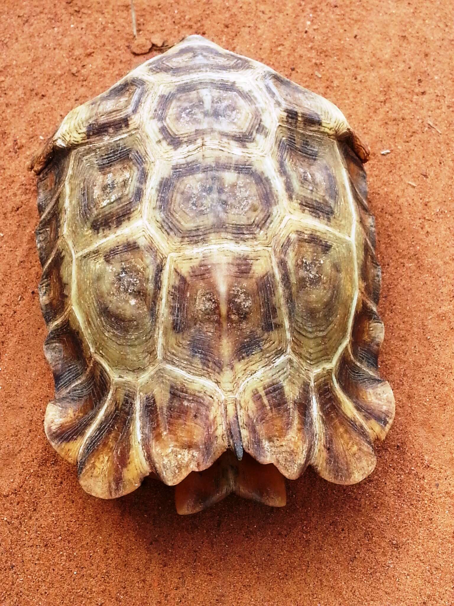 Image of Home's Hinge-back Tortoise