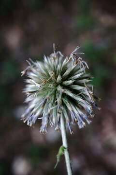 Image of Echinops armatus Stev.