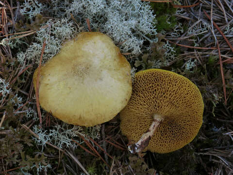 Image of Suillus flavidus (Fr.) J. Presl 1846