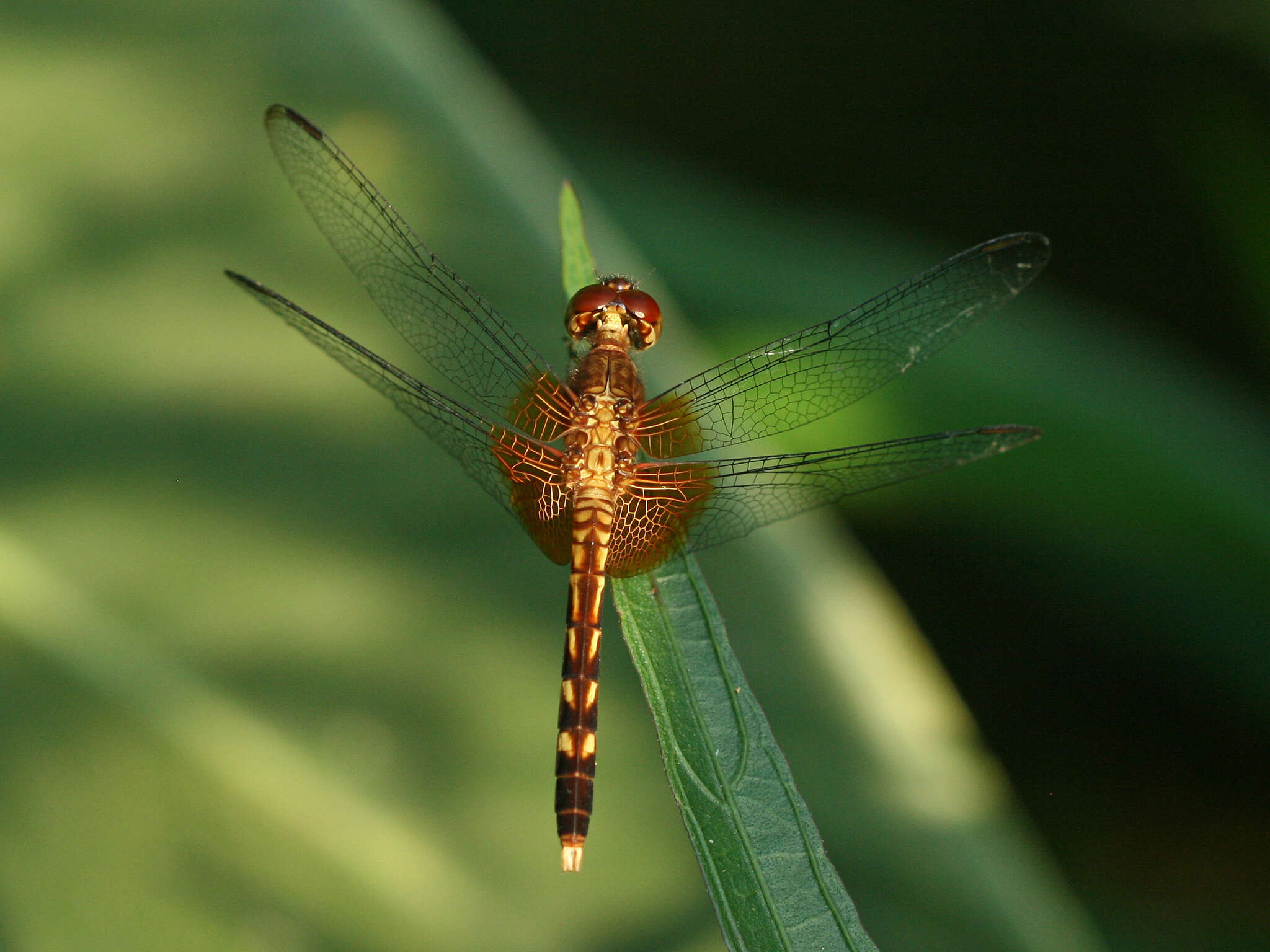 Image of Red-mantled Dragonlet