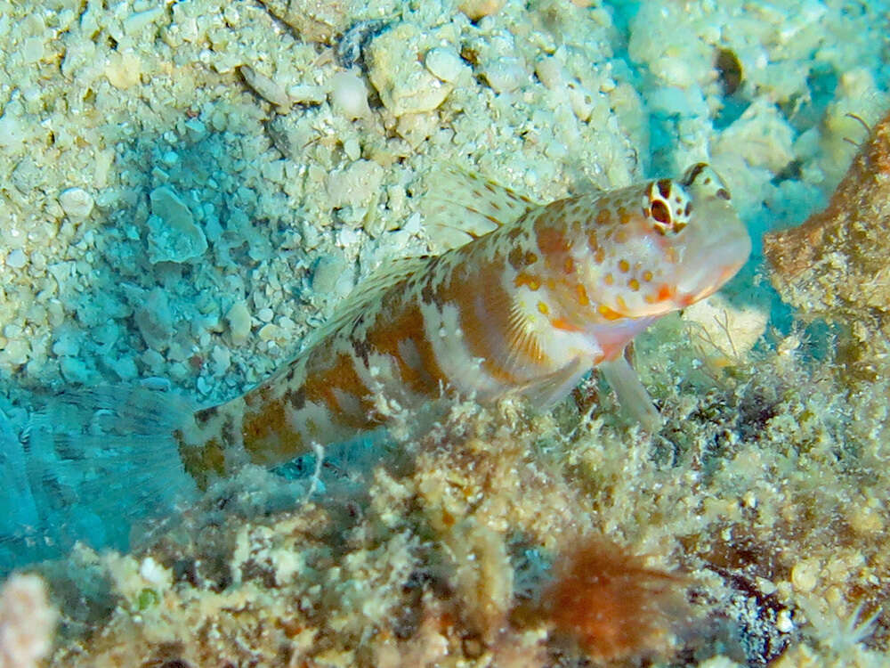 Image of Broad-banded shrimpgoby