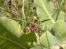 Sivun Tetraopes quinquemaculatus Haldeman 1847 kuva