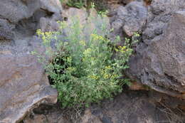 Image of Conyza stricta Willd.