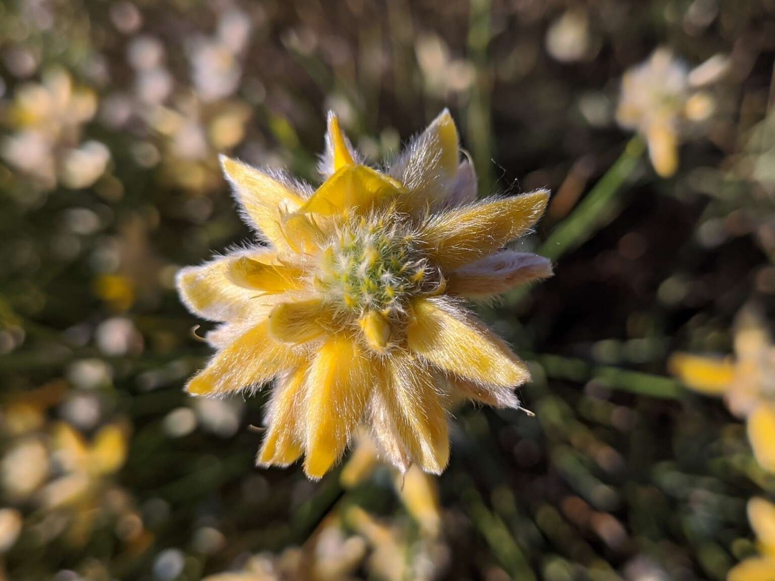 Image of Genista umbellata (L'Her.) Poir.