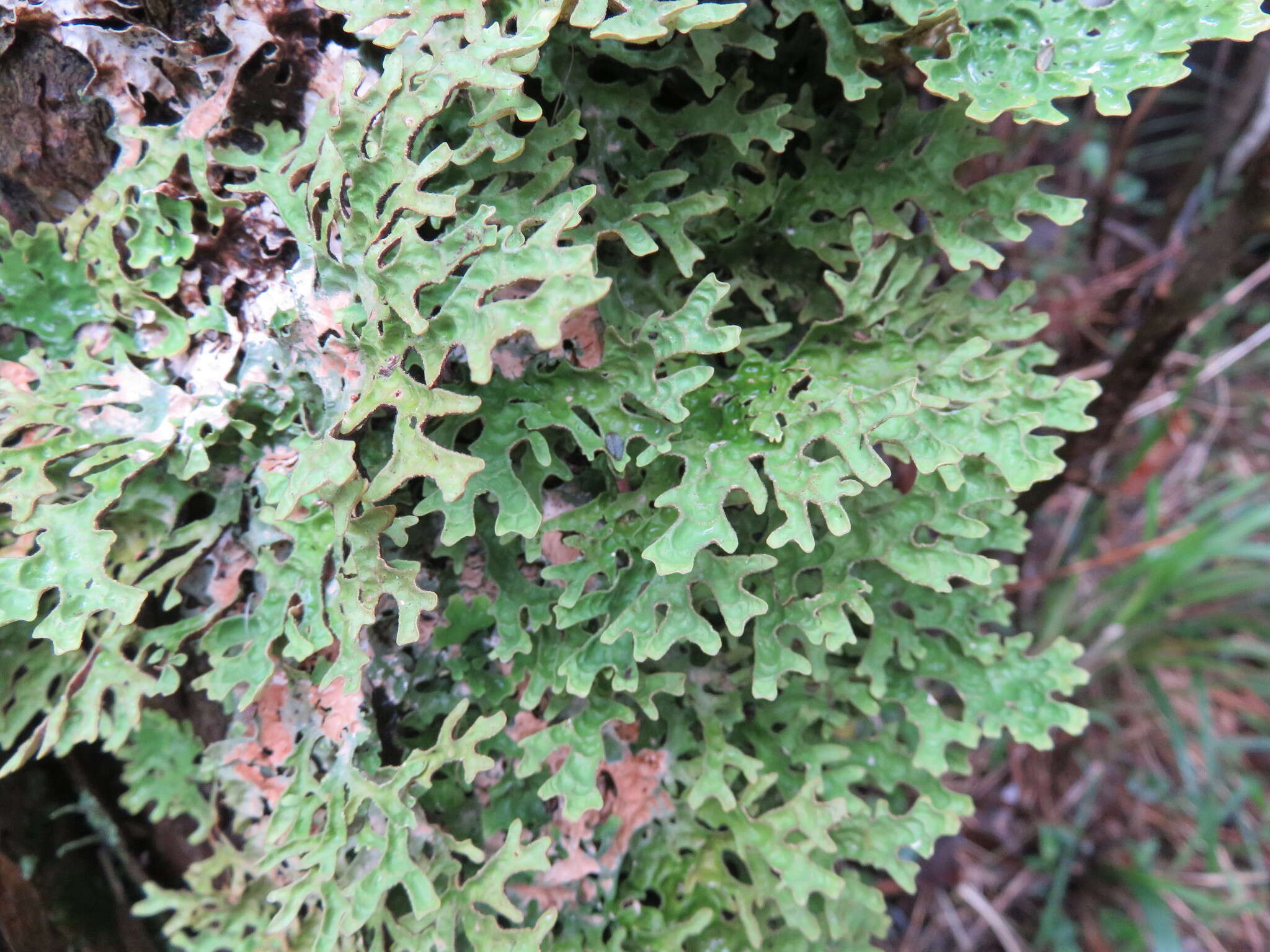 Image de Pseudocyphellaria faveolata (Delise) Malme