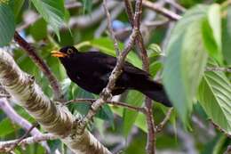 Turdus merula merula Linnaeus 1758的圖片